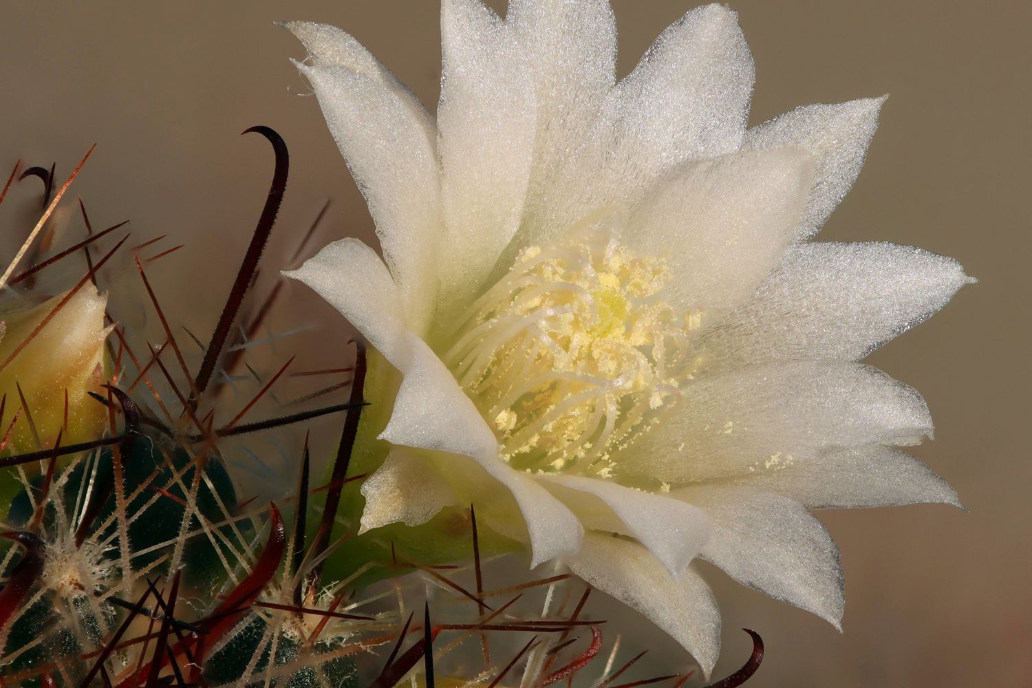 Kaktusblüte